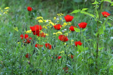 İsrail 'de bir şehir parkında parlak çiçekler.