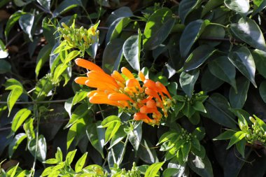 İsrail 'de bir şehir parkında parlak çiçekler.