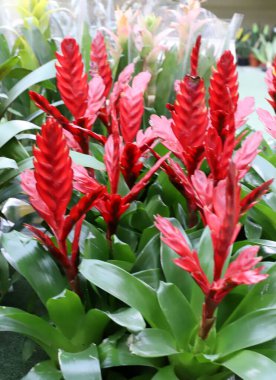 İsrail 'de bir şehir parkında parlak çiçekler.