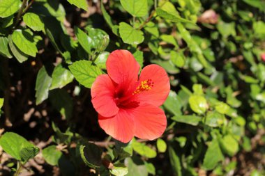 İsrail 'de bir şehir parkında parlak çiçekler.