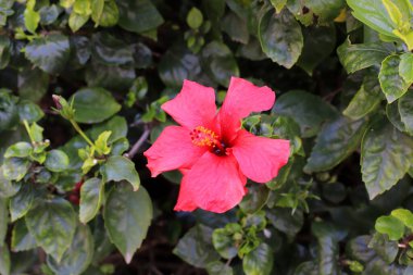 İsrail 'de bir şehir parkında parlak çiçekler.