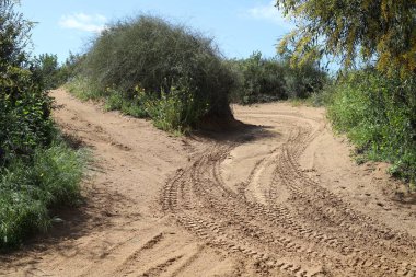 Kuzey İsrail 'de bir ormanda bir yol
