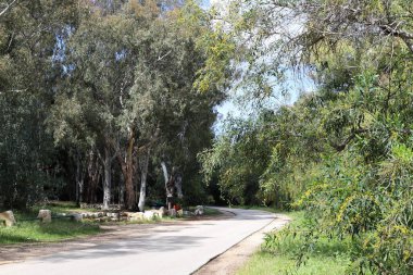 Kuzey İsrail 'de bir ormanda bir yol