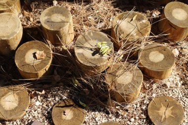 Tahta ve kirişlerden üretilen ürünlerin dokusu.