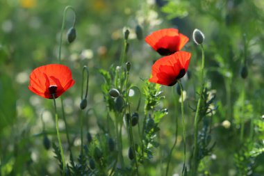 Kırmızı gelincikler şehir parkında