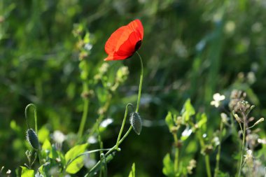 Kırmızı gelincikler şehir parkında