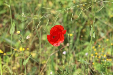 Kırmızı gelincikler şehir parkında
