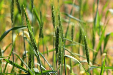 Şehir parkında mısır gevreği fidanları.