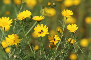 Şehir parkında sarı alan kasımpatıları.