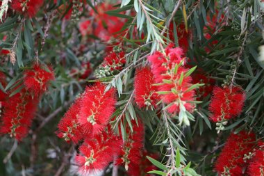 Şehir parkında uzun bir callistemon ağacı çiçek açar.