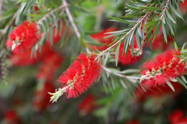 Şehir parkında uzun bir callistemon ağacı çiçek açar.