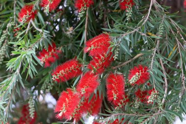 Şehir parkında uzun bir callistemon ağacı çiçek açar.