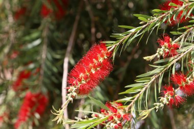 Şehir parkında uzun bir callistemon ağacı çiçek açar.