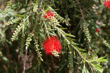 Şehir parkında uzun bir callistemon ağacı çiçek açar.