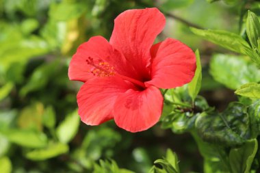 Şehir parkında Çin amblemi çiçek açar..