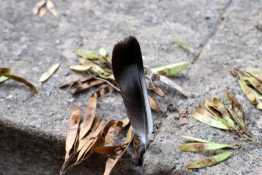 Şehir parkında düşmüş bir kuş tüyü.