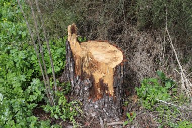 Şehir parkında eski bir kütük.