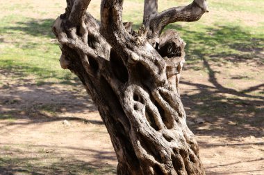 Şehir parkında eski bir kütük.