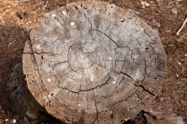 Şehir parkında eski bir kütük.