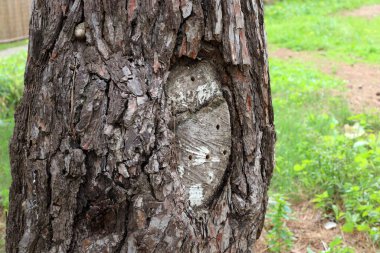 Şehir parkında eski bir kütük.