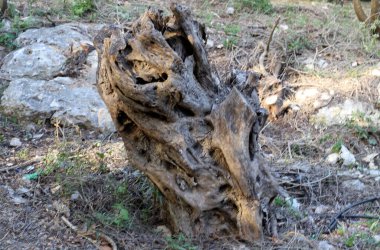 Şehir parkında eski bir kütük.