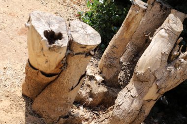 Şehir parkında eski bir kütük.