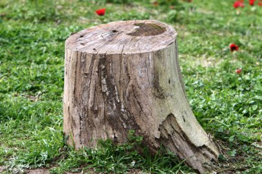 Şehir parkında eski bir kütük.