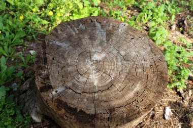 Şehir parkında eski bir kütük.