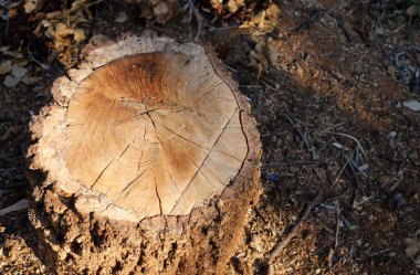 Şehir parkında eski bir kütük.