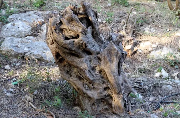 Şehir parkında eski bir kütük.