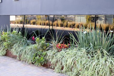 Yeşil bitkiler küçük bir saksıda büyür ve çiçek açar.