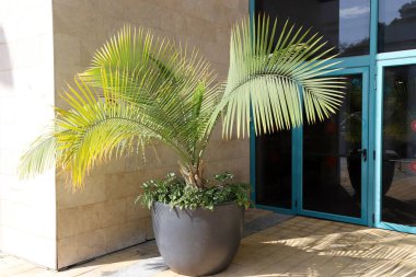 Yeşil bitkiler küçük bir saksıda büyür ve çiçek açar.