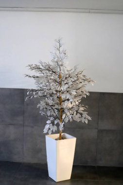 Yeşil bitkiler küçük bir saksıda büyür ve çiçek açar.