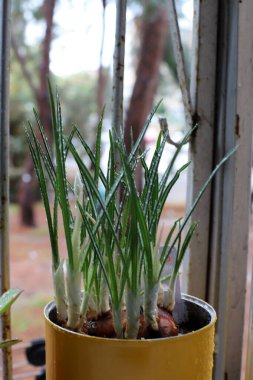 Yeşil bitkiler küçük bir saksıda büyür ve çiçek açar.