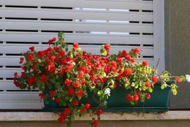 Yeşil bitkiler küçük bir saksıda büyür ve çiçek açar.