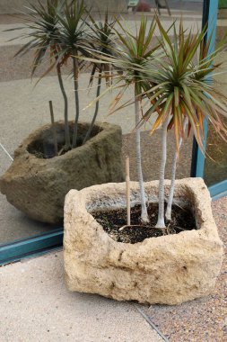 Yeşil bitkiler küçük bir saksıda büyür ve çiçek açar.