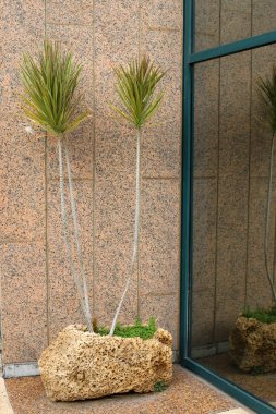 Yeşil bitkiler küçük bir saksıda büyür ve çiçek açar.