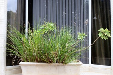 Yeşil bitkiler küçük bir saksıda büyür ve çiçek açar.