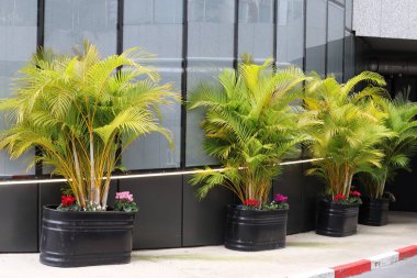 Yeşil bitkiler küçük bir saksıda büyür ve çiçek açar.