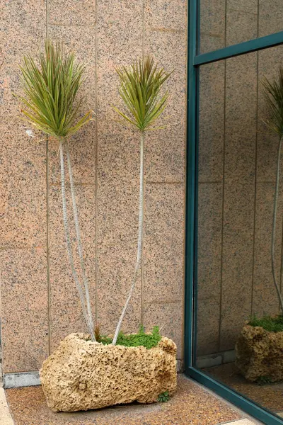 Yeşil bitkiler küçük bir saksıda büyür ve çiçek açar.