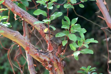 Şehir parkındaki ağaçların üzerinde renkli yapraklar