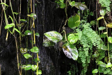 Şehir parkındaki ağaçların üzerinde renkli yapraklar