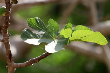Şehir parkındaki ağaçların üzerinde renkli yapraklar