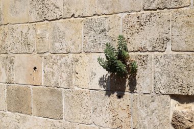 Yeşil bitkiler ve çiçekler taşlarda ve kayalarda yetişir..