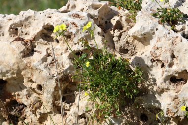 Yeşil bitkiler ve çiçekler taşlarda ve kayalarda yetişir..