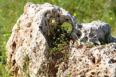 Yeşil bitkiler ve çiçekler taşlarda ve kayalarda yetişir..