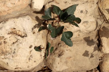 Yeşil bitkiler ve çiçekler taşlarda ve kayalarda yetişir..