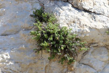 Yeşil bitkiler ve çiçekler taşlarda ve kayalarda yetişir..