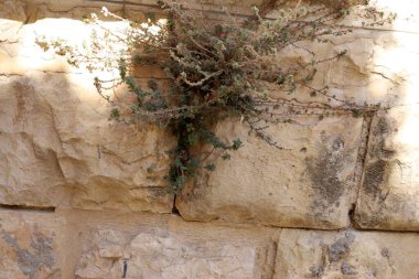 Yeşil bitkiler ve çiçekler taşlarda ve kayalarda yetişir..
