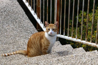 İsrail 'deki bina ve yapıların inşasında mimari bir detay olarak merdivenler.